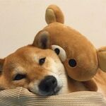 snx_taox头像